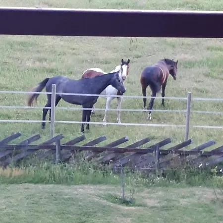 Steinsgard-maura * Maura